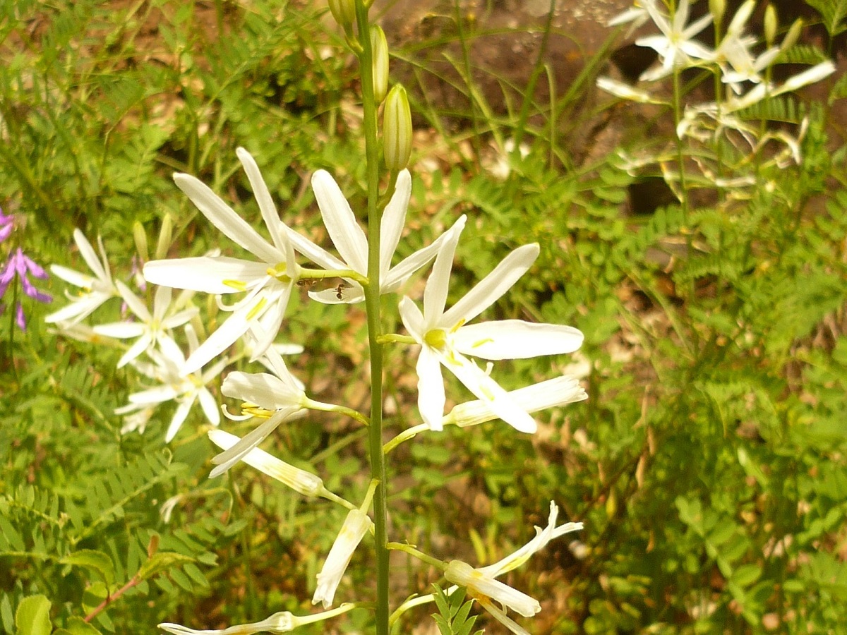 Anthericum liliago (Asparagaceae)